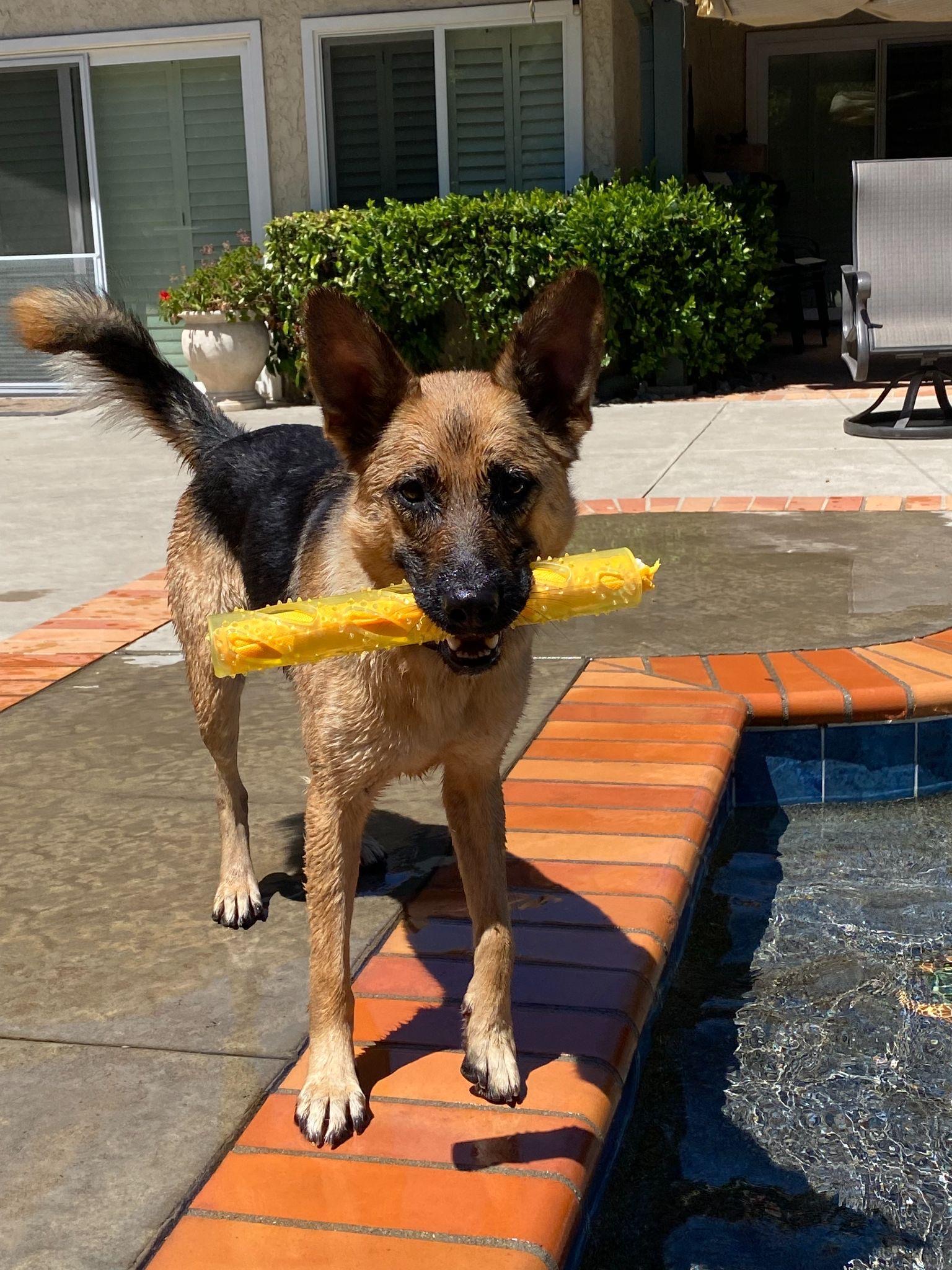 stella